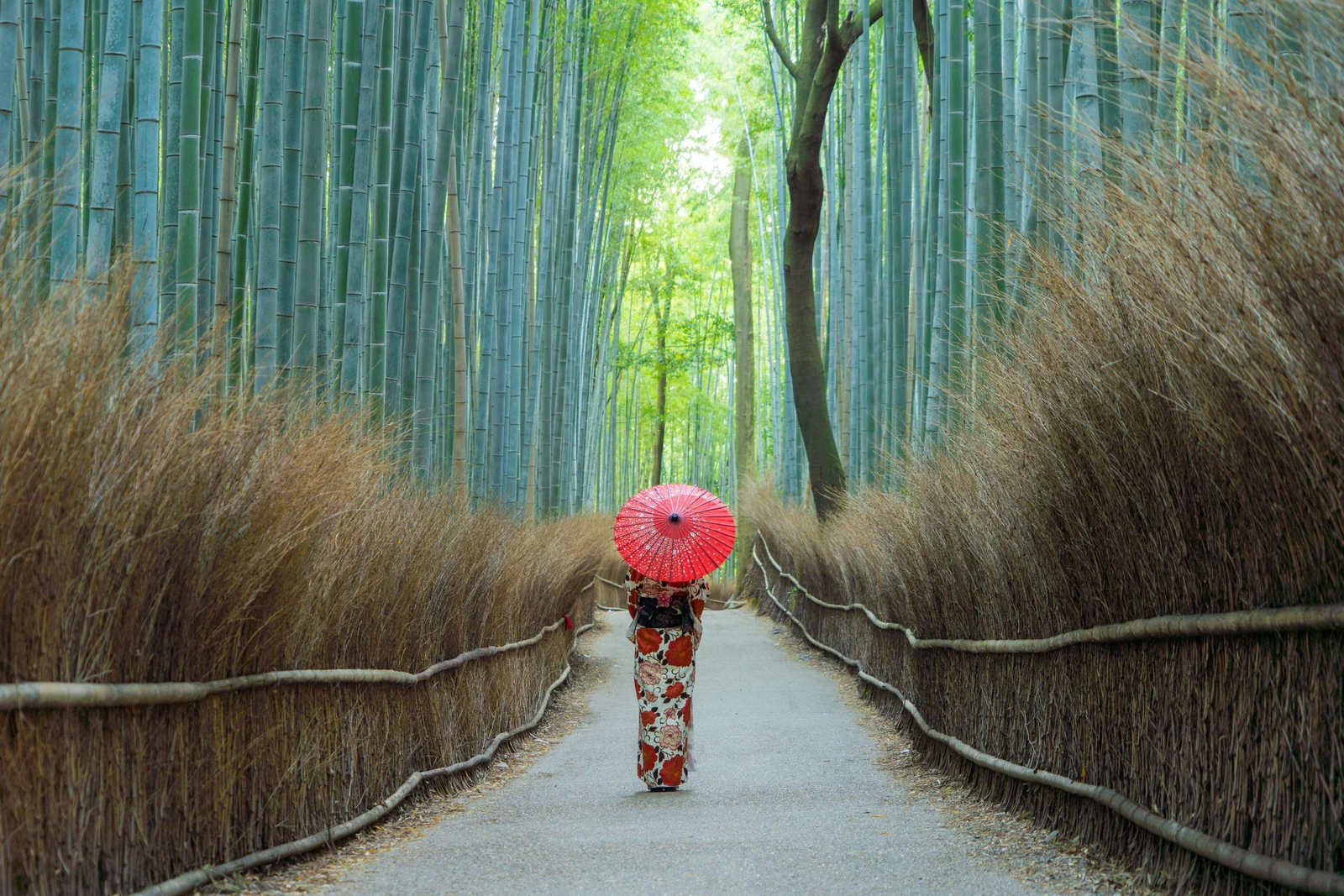 Jalan setapak melalui hutan bambu di Arashiyama, Kyoto