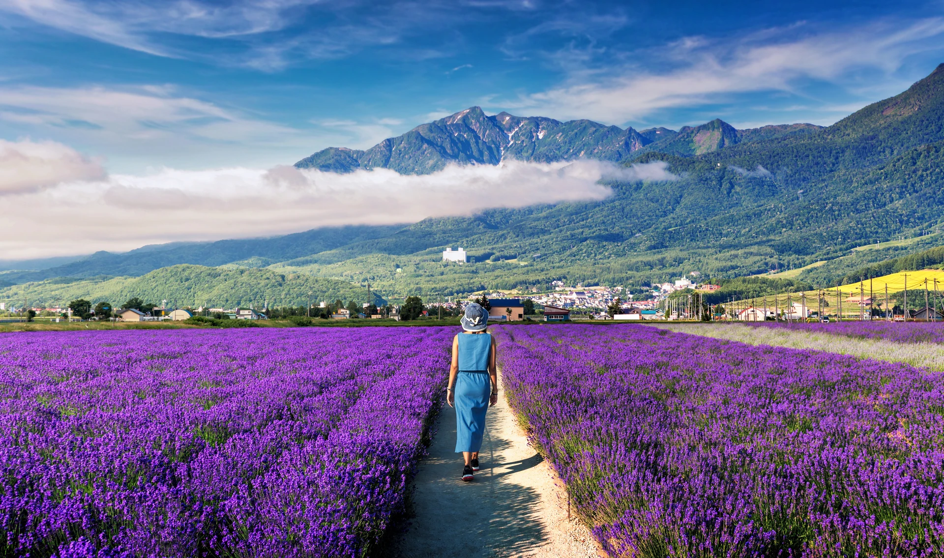 Ladang lavender di Hokkaido
